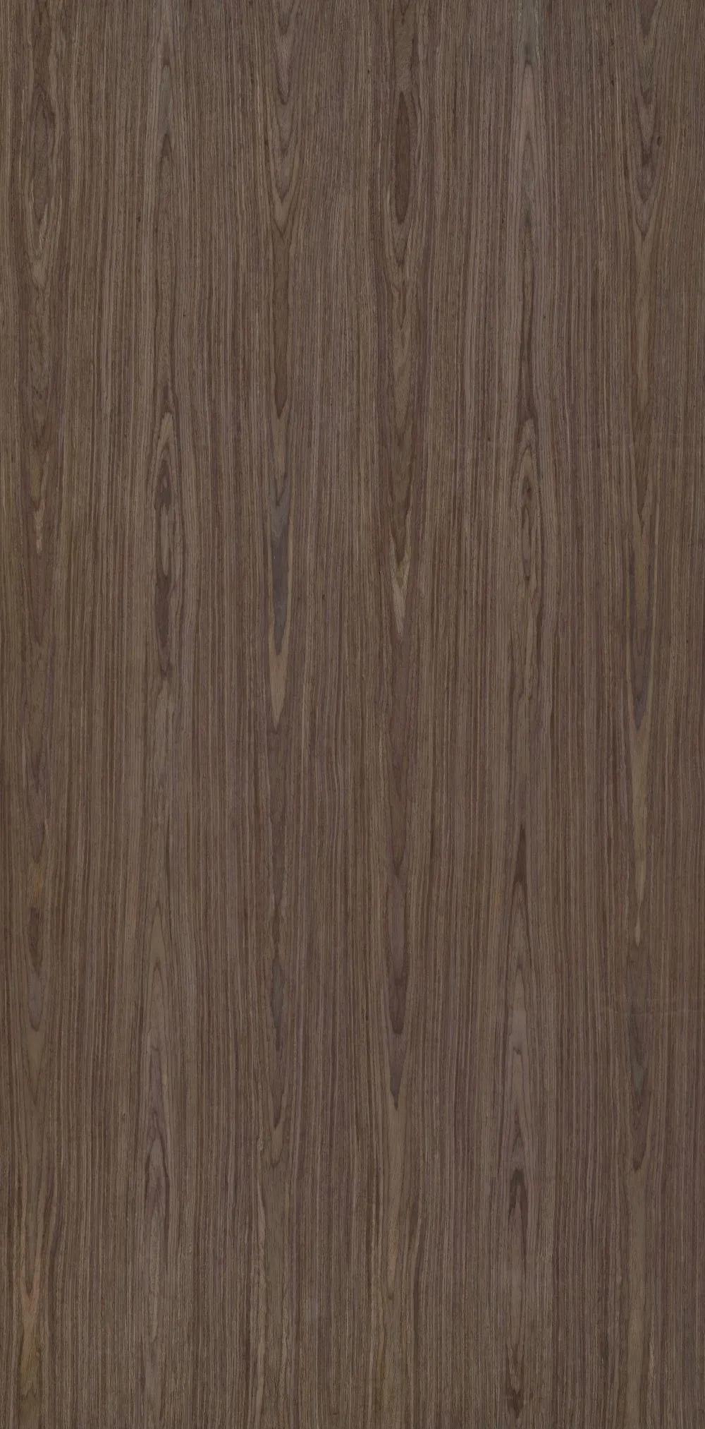 Century Ply Dyed Ash Crown Night Grey FA91 by CenturyPly : Colours available: WoodyBrown