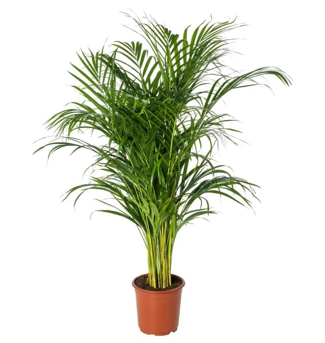 Ikea Dypsis Lutescens Potted Plant Areca Palm 19 Cm